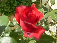 1fcaf74f-Picture 2550.jpg